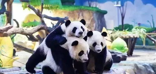 熊猫宠物任务怎么开始